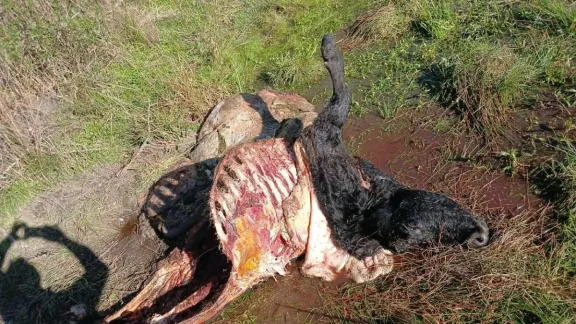 Abigeato en Bovril: un productor perdió nueve animales en menos de un mes
